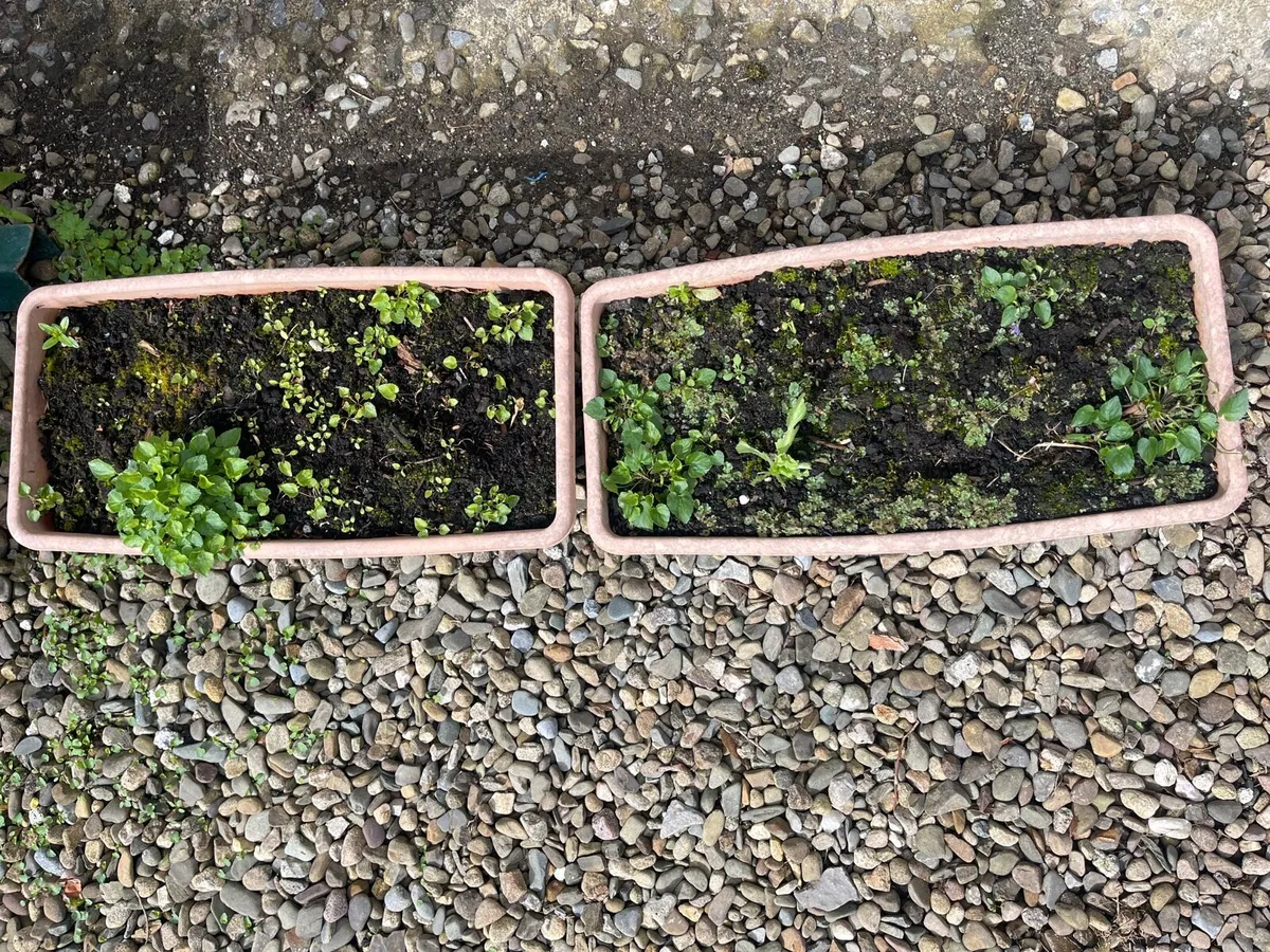Two big pots with soil - Image 4