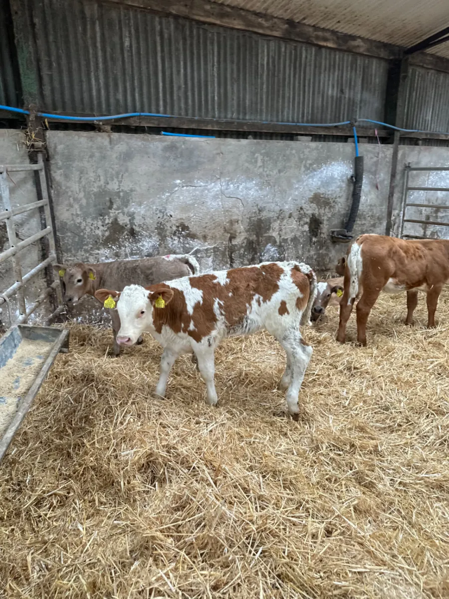 Charolais and Simmental heifers - Image 1