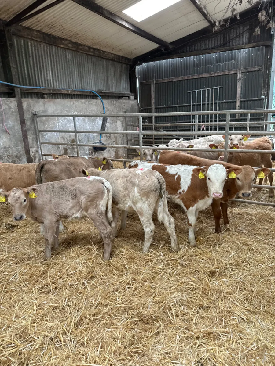 Charolais and Simmental heifers - Image 2