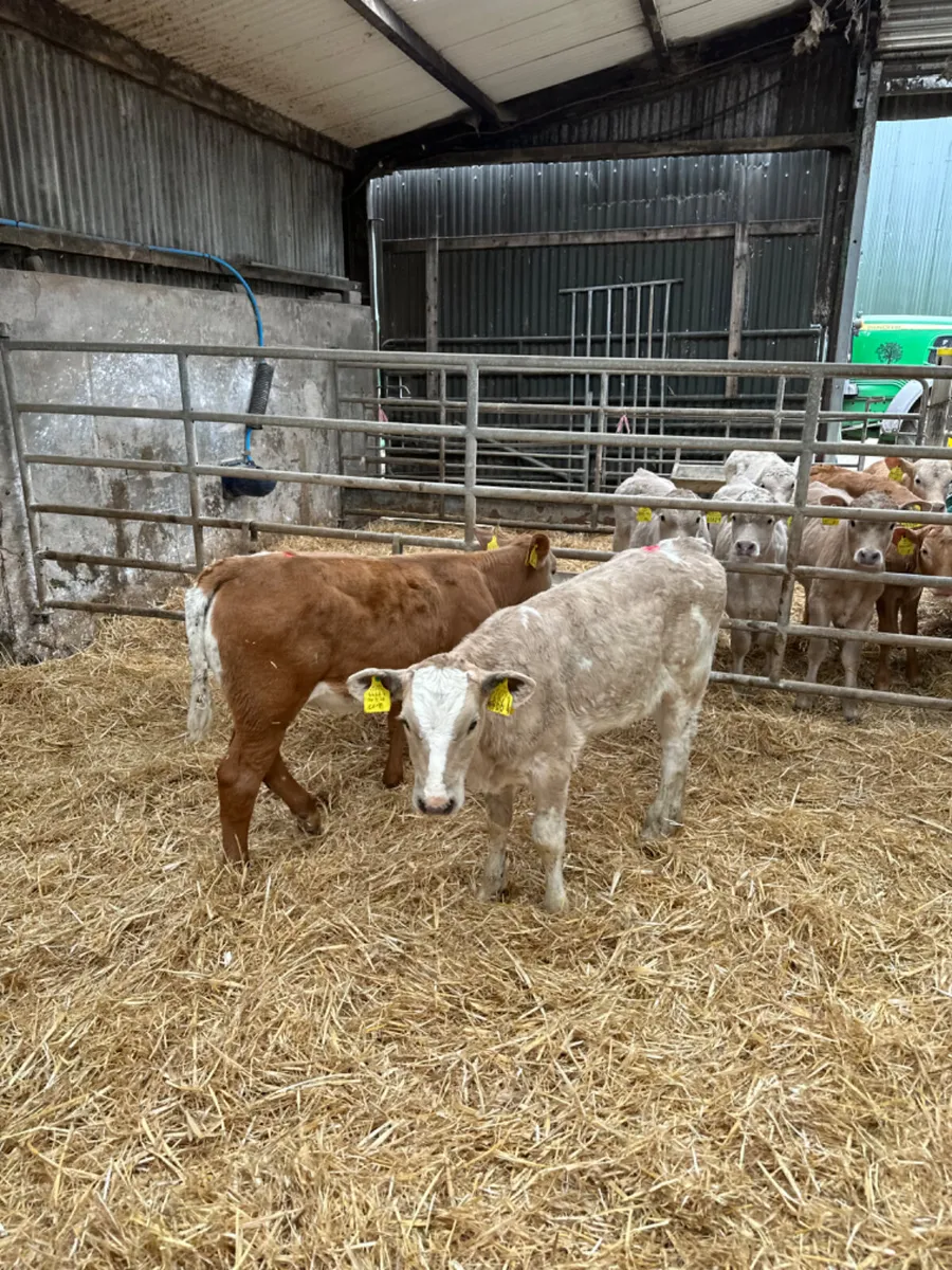Charolais and Simmental heifers - Image 3