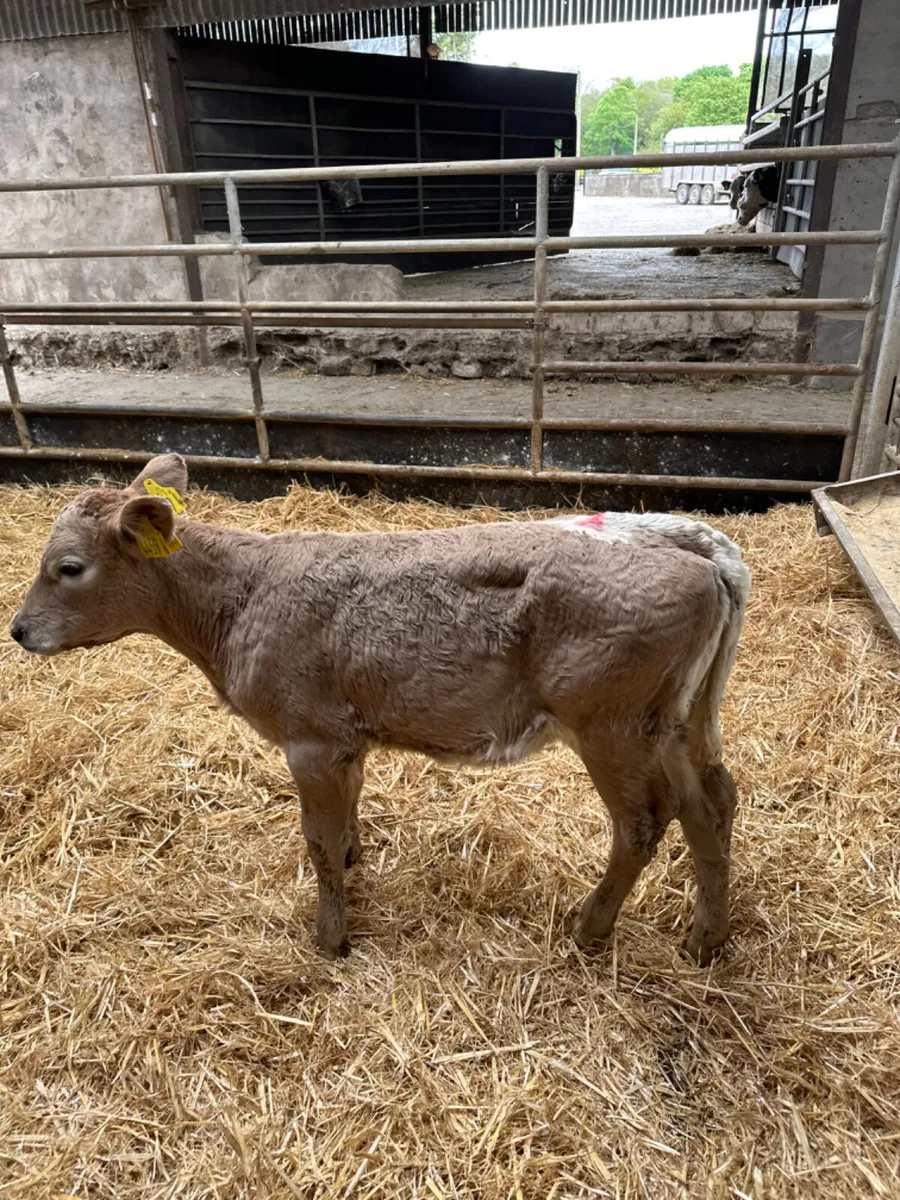 Charolais and Simmental heifers - Image 4