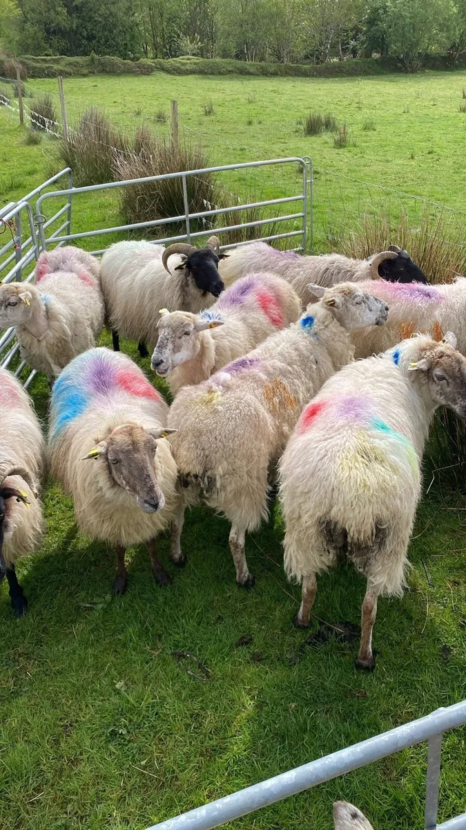 9 Dry Ewes For Sale - Image 1