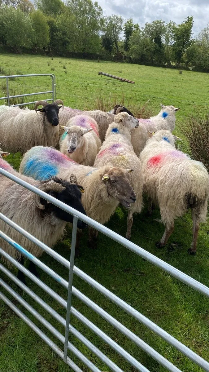 9 Dry Ewes For Sale - Image 2