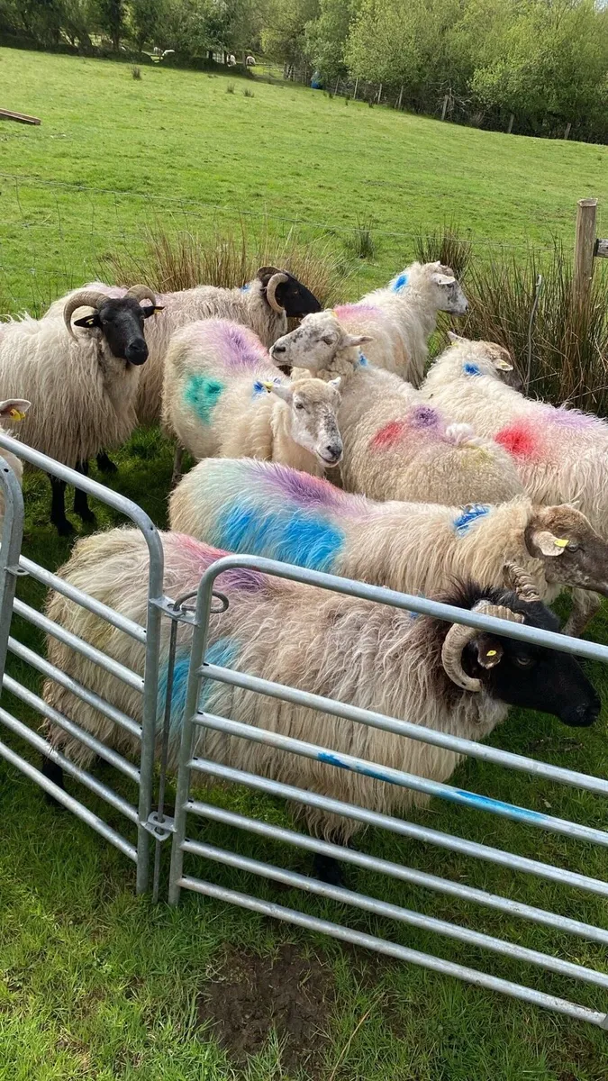 9 Dry Ewes For Sale - Image 3
