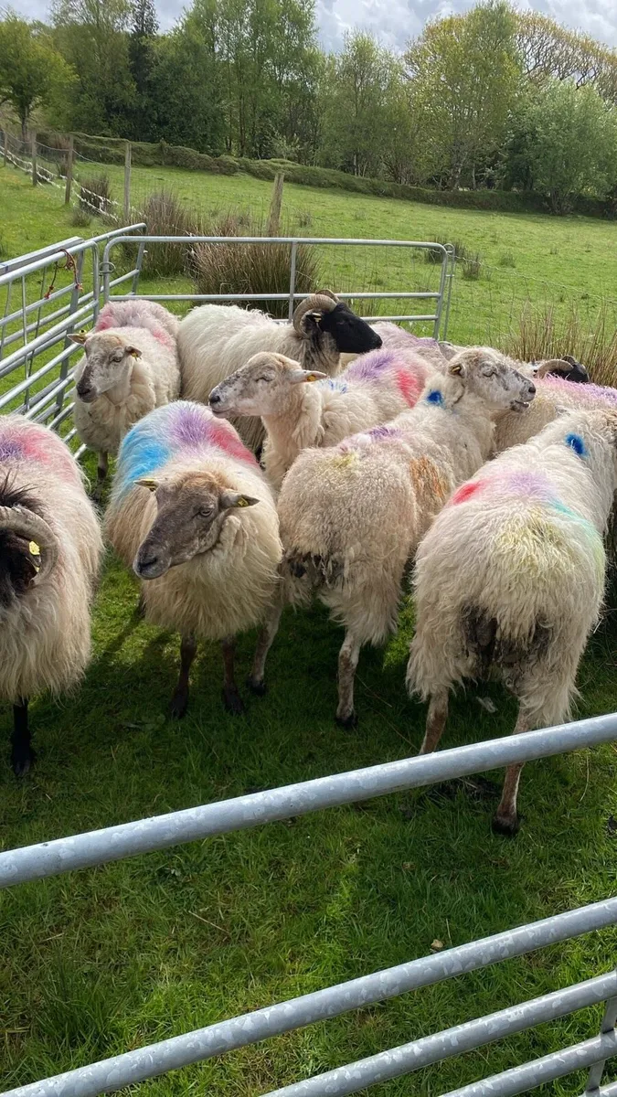 9 Dry Ewes For Sale - Image 4