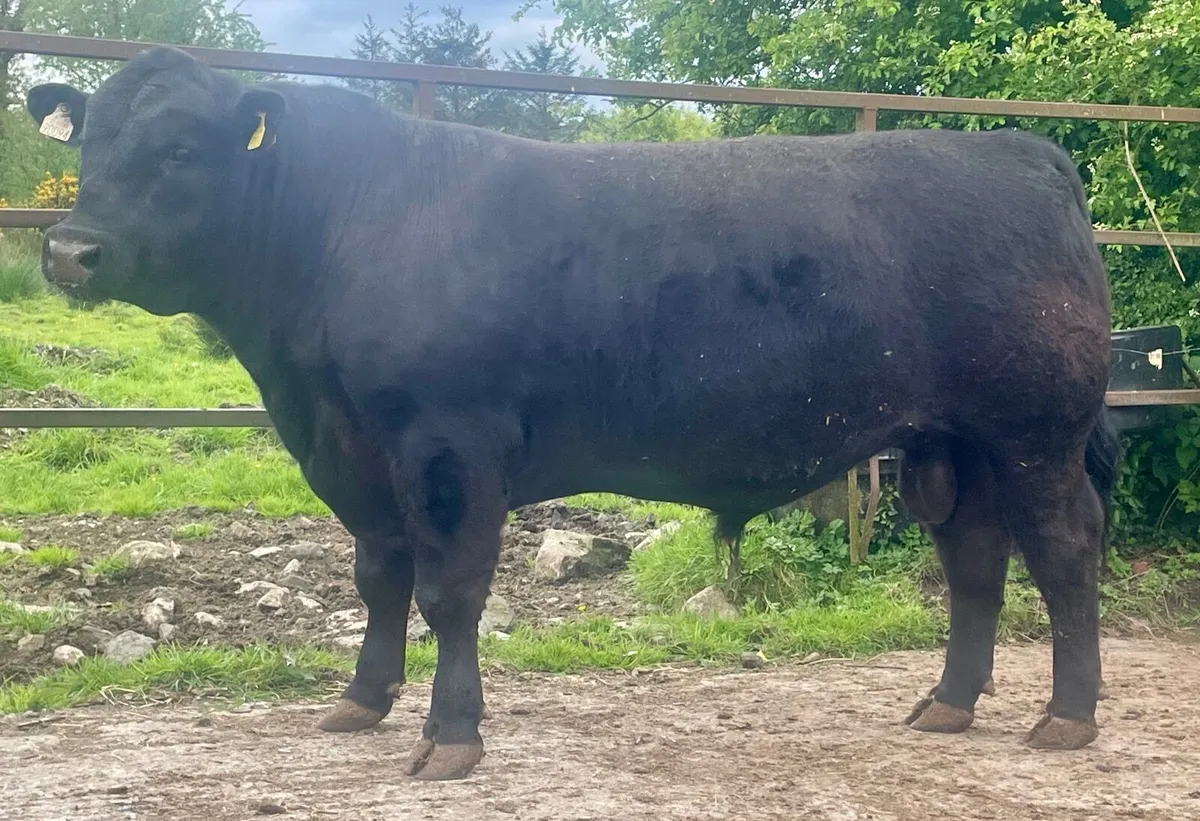 Quality Aberdeen Angus Bull - Image 1