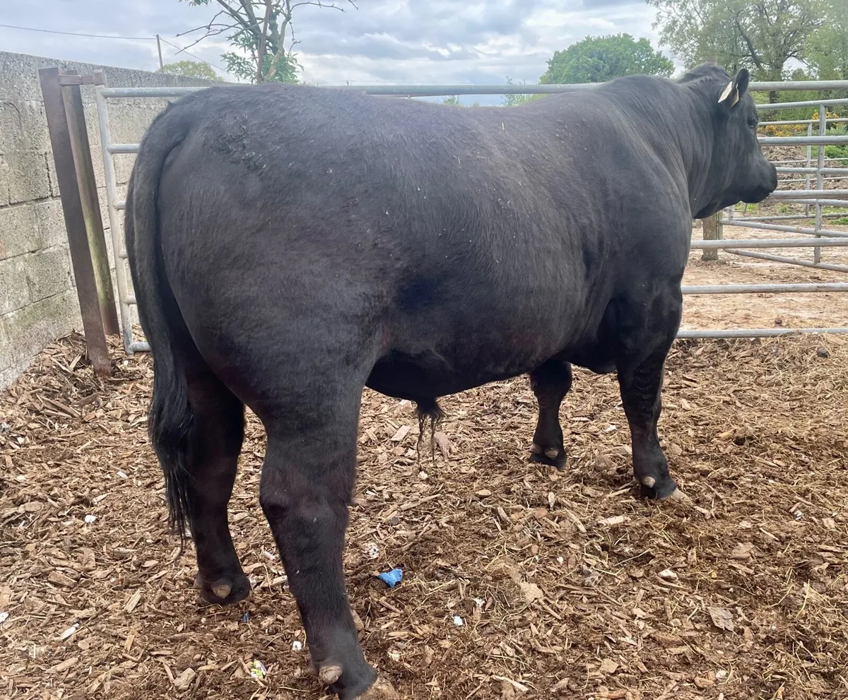 Quality Aberdeen Angus Bull - Image 2