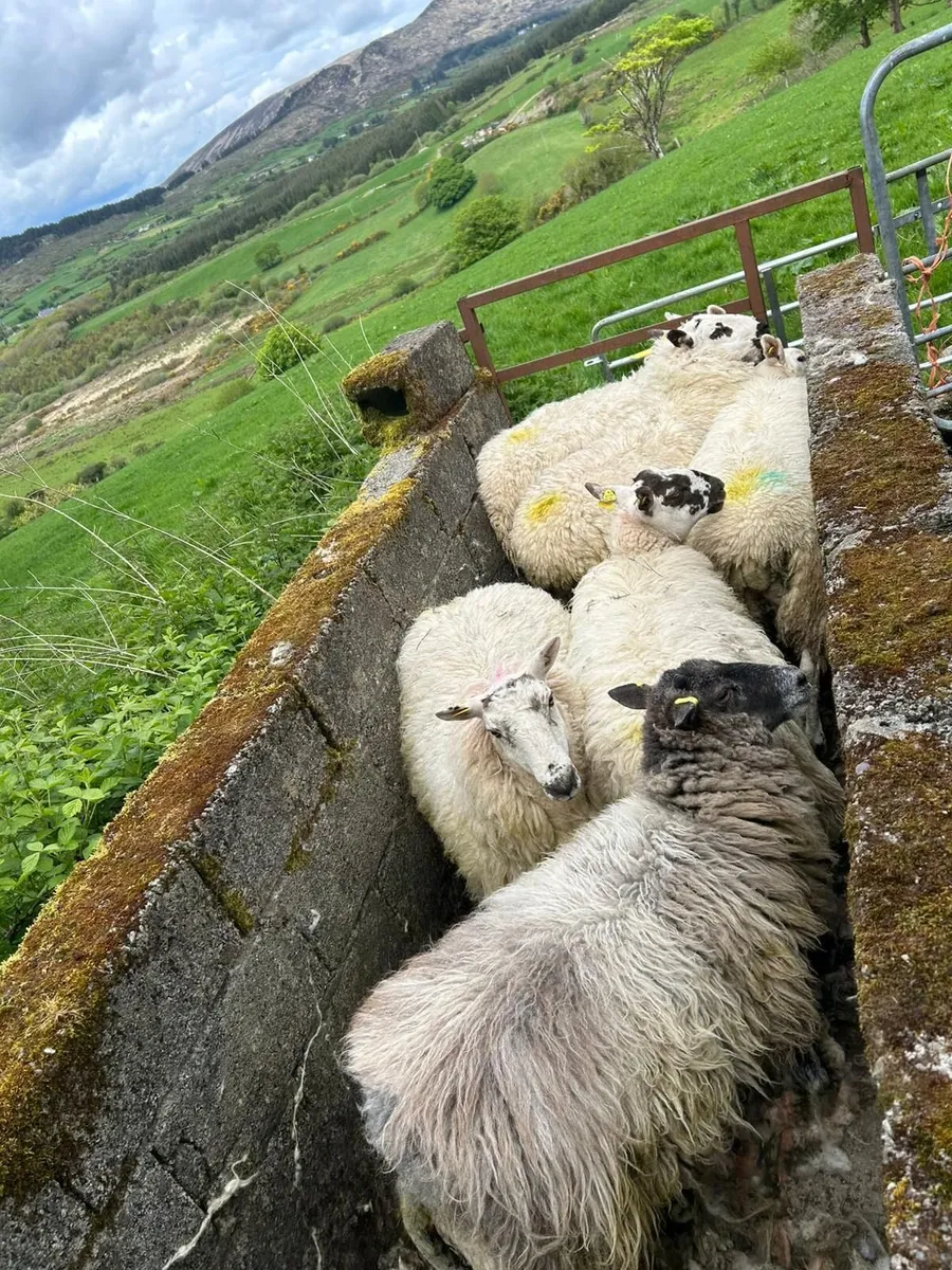 Hogget ewex - Image 1