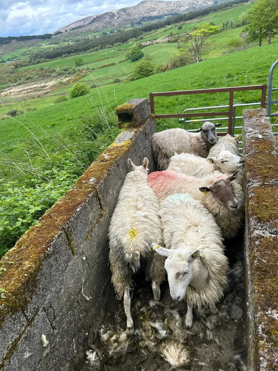 Hogget ewex - Image 2