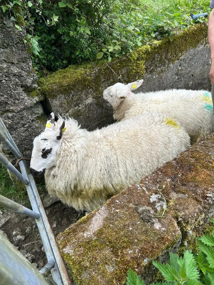 Hogget ewex - Image 3