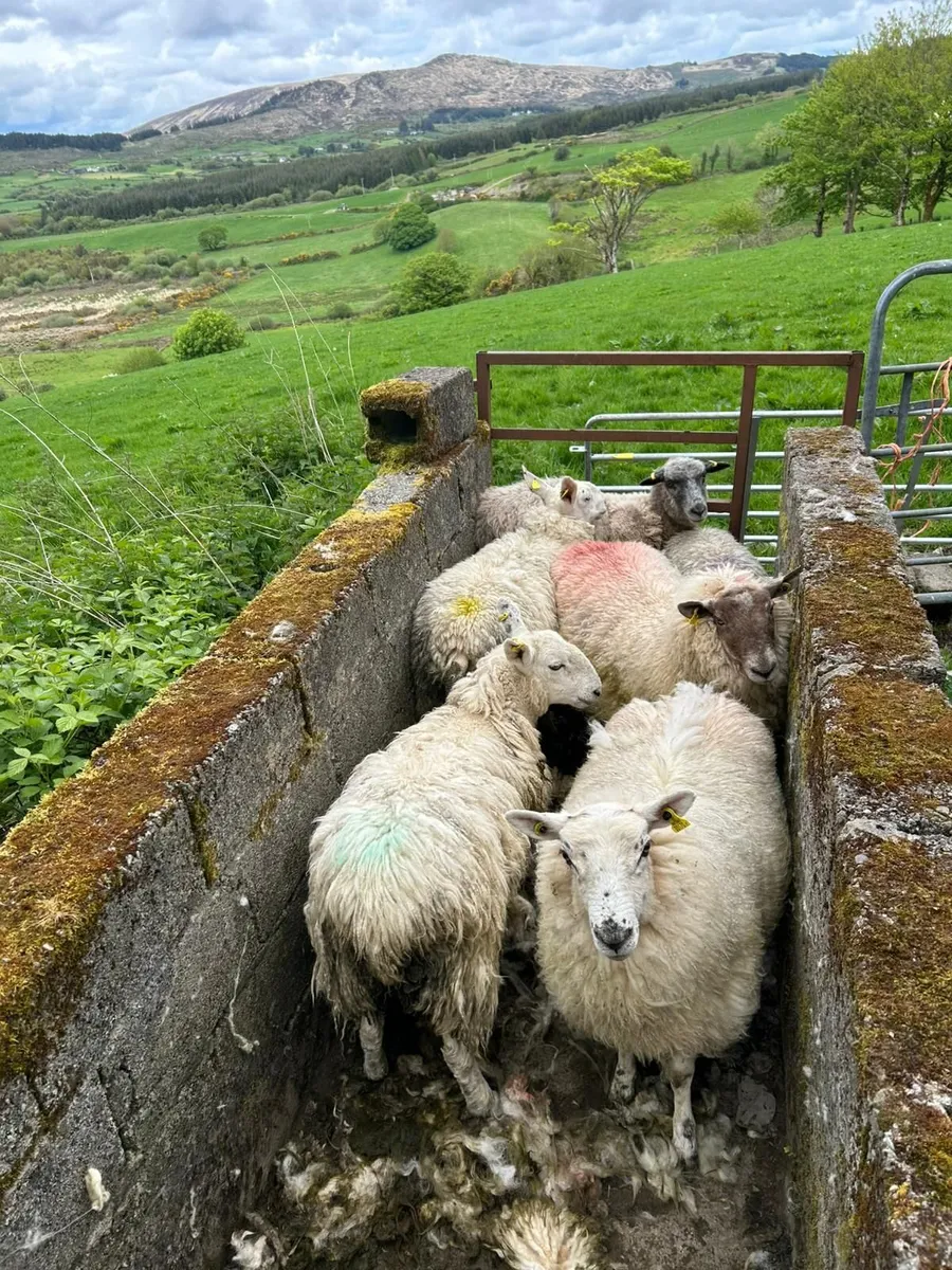 Hogget ewex - Image 4