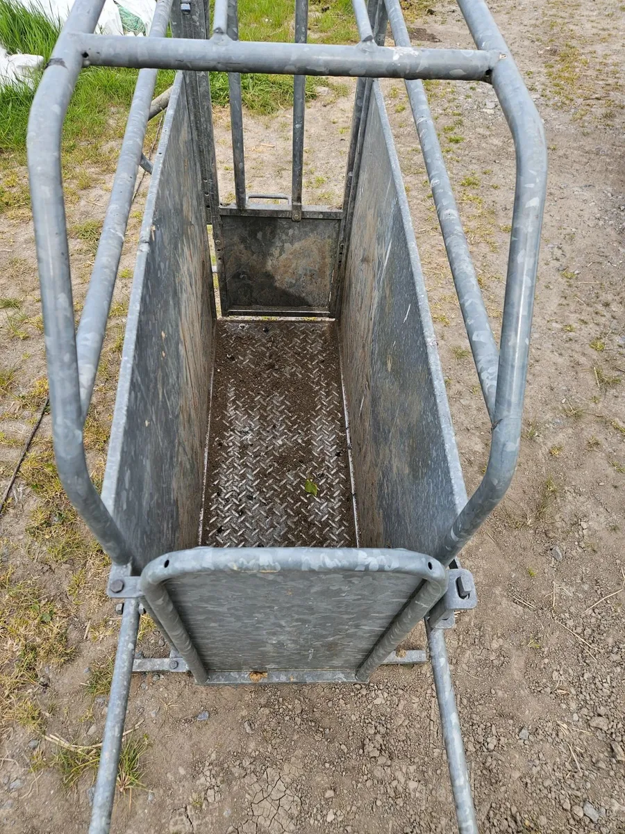 Calf De-horning crate - Image 3