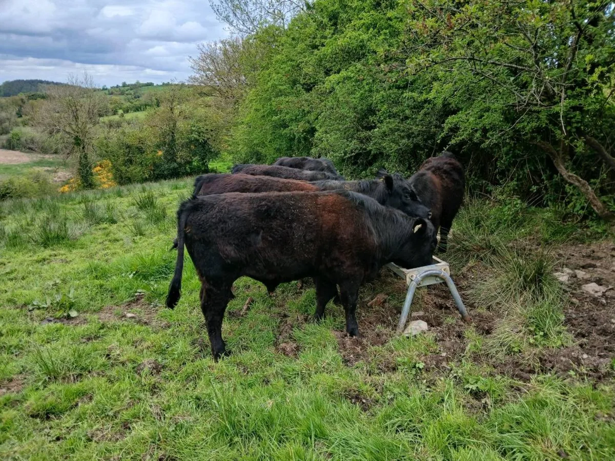 6 PBR Aberdeen Angus bull - Image 4