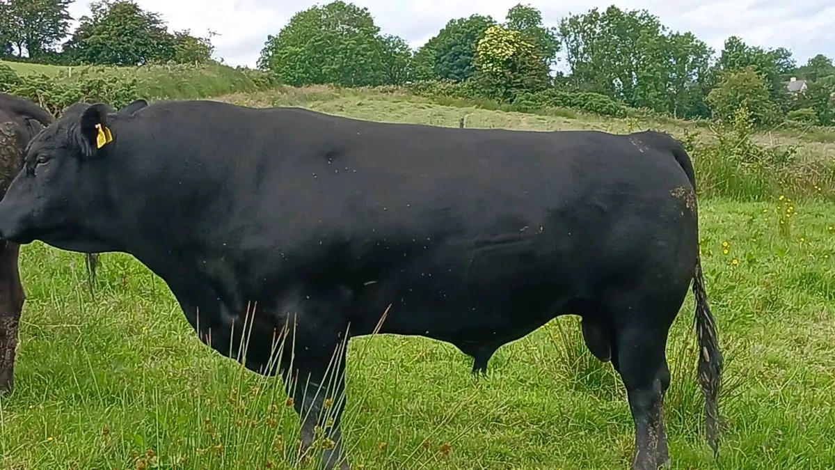 6 PBR Aberdeen Angus bull - Image 1