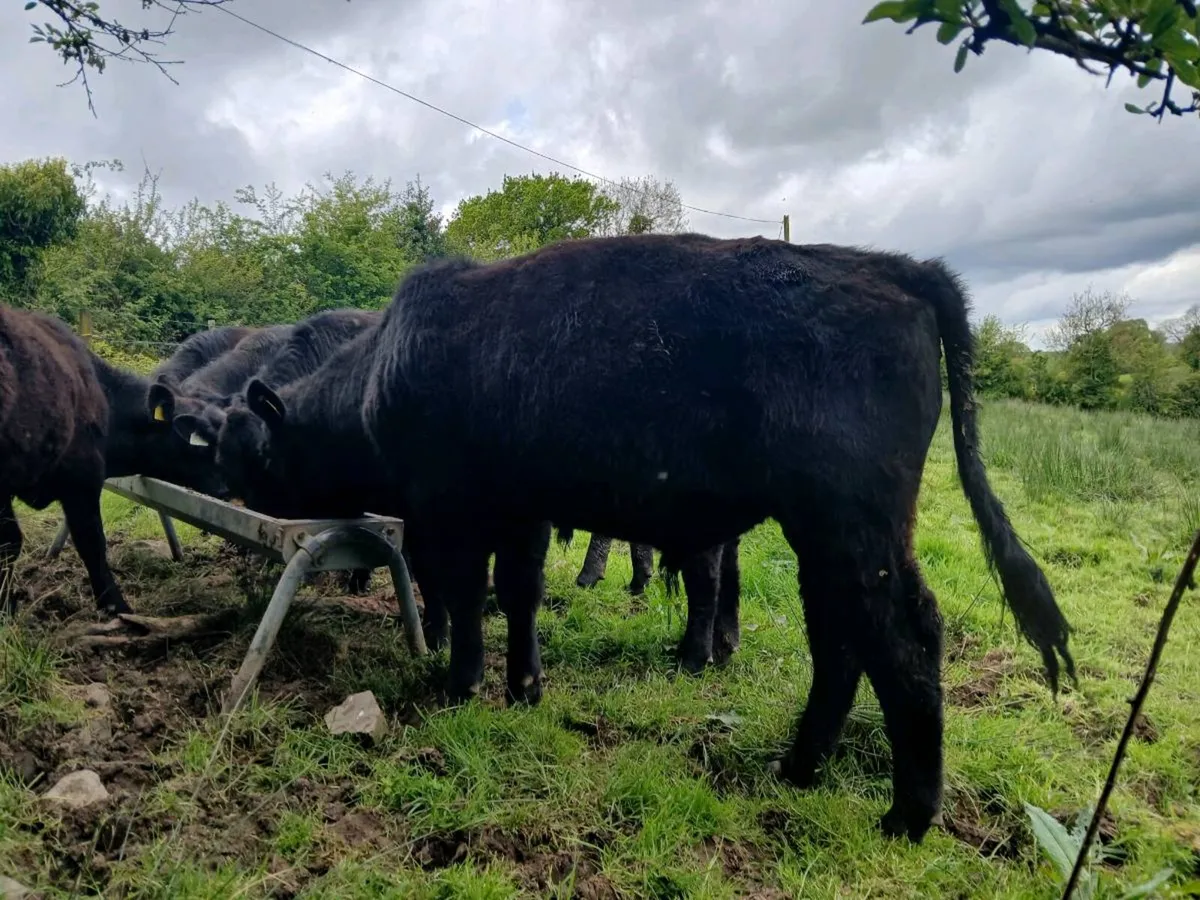 6 PBR Aberdeen Angus bull - Image 2