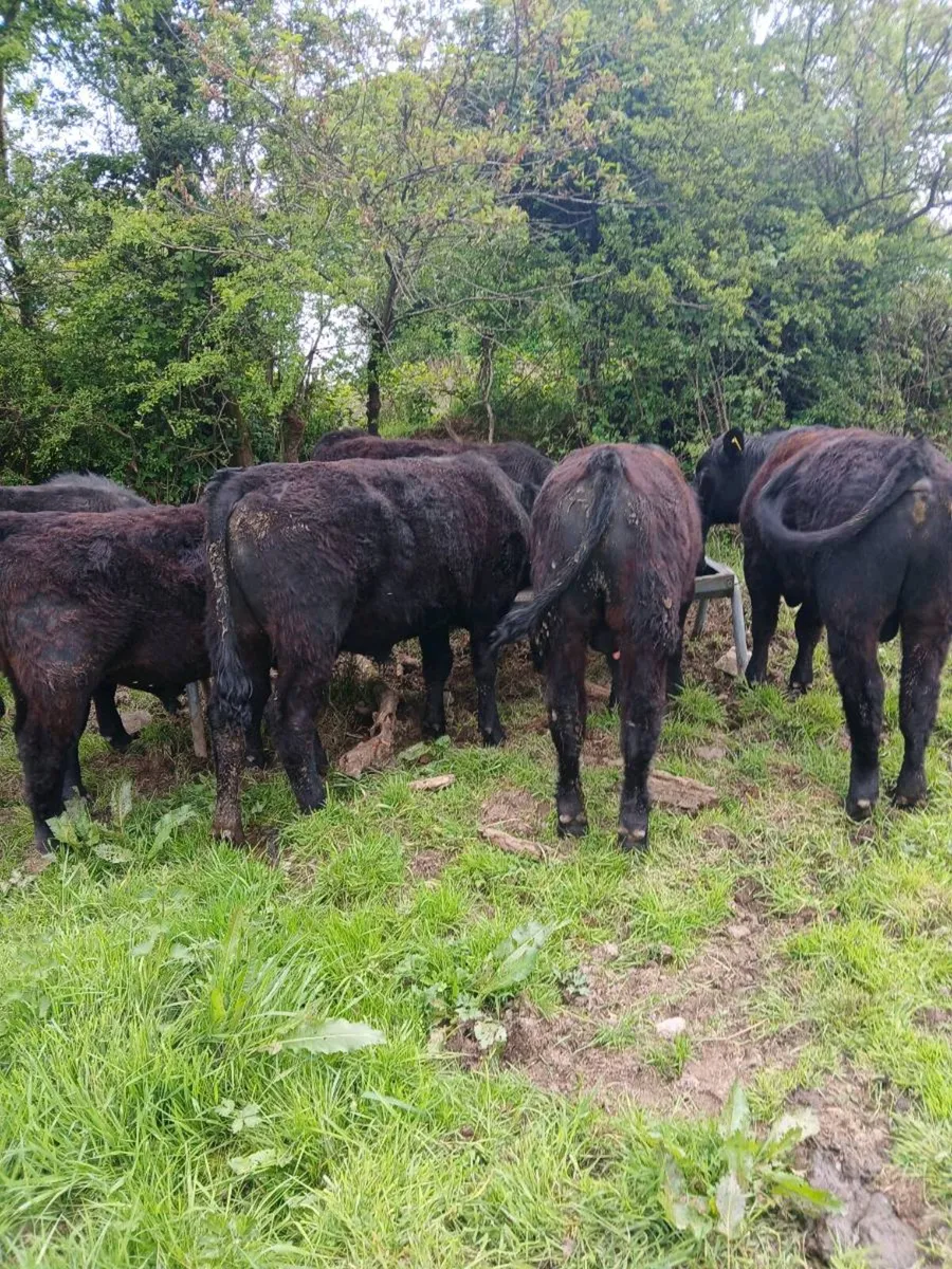 6 PBR Aberdeen Angus bull - Image 3