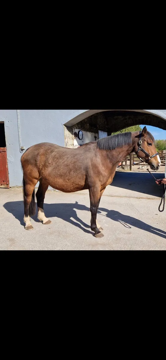 Mare in Foal - Image 1