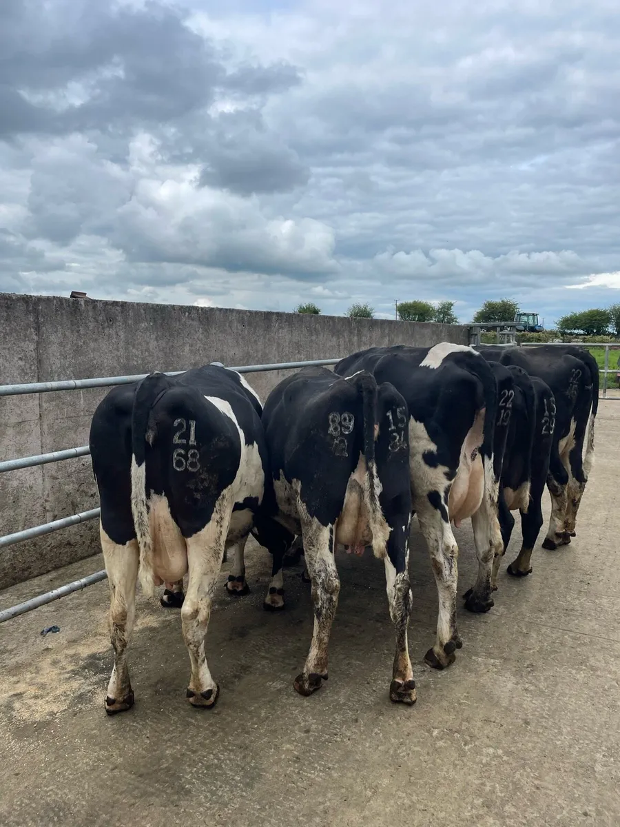 Fr Cows - Image 1