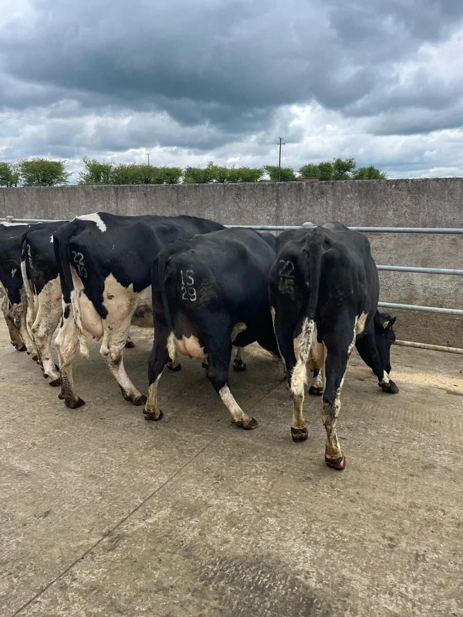 Fr Cows - Image 2