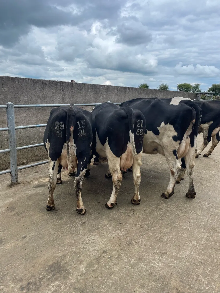 Fr Cows - Image 3