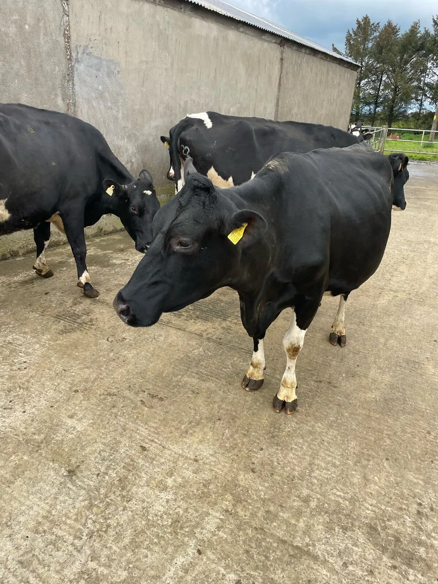 Fr Cows - Image 4