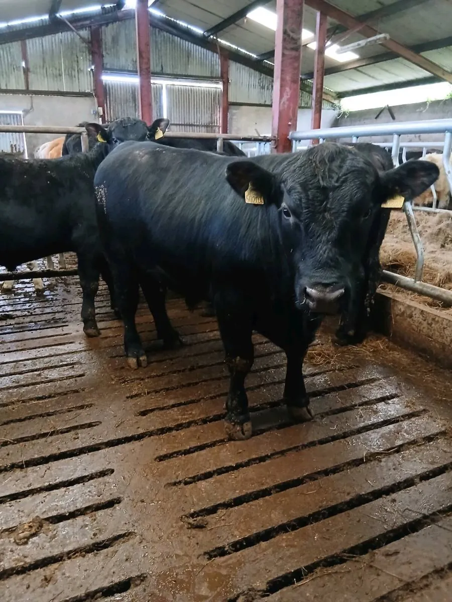 Pbr Angus bull - Image 1