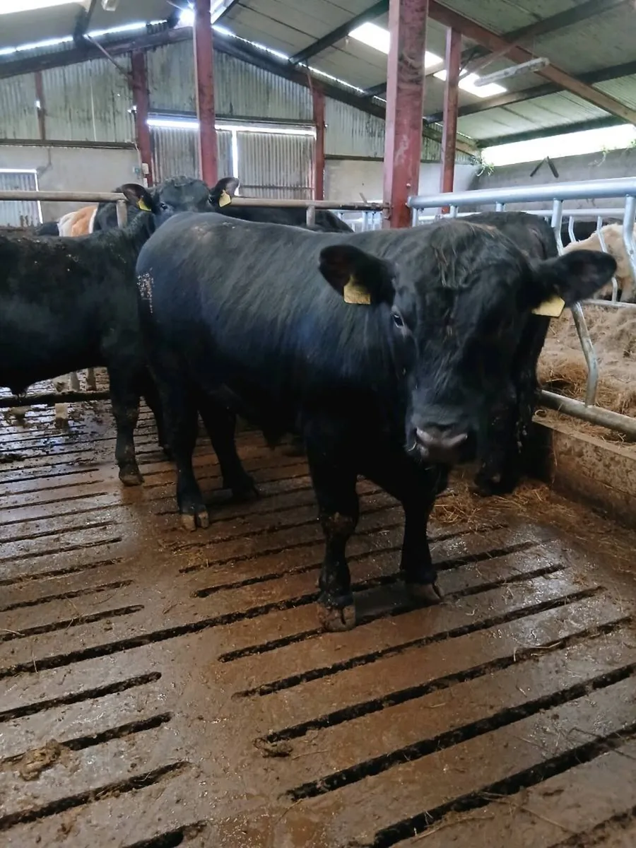 Pbr Angus bull - Image 3