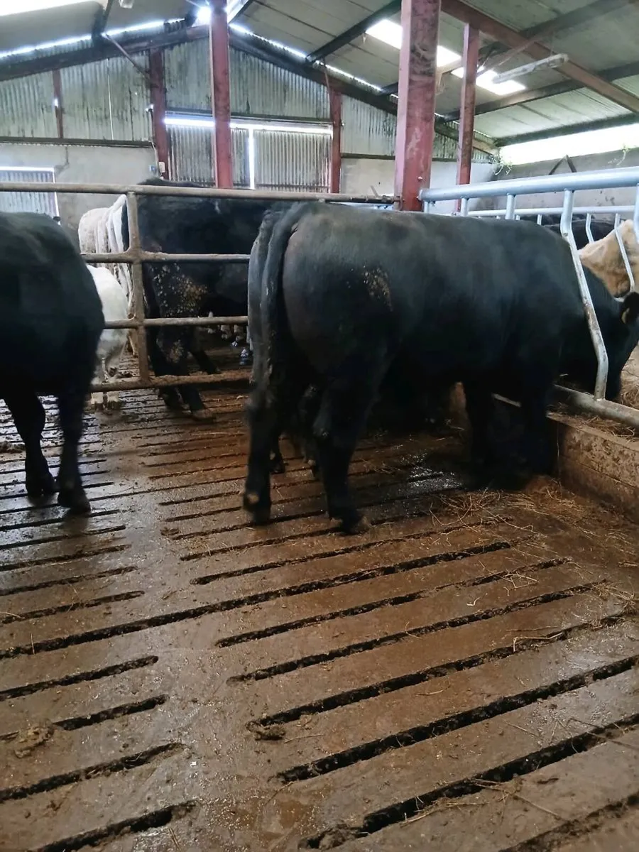 Pbr Angus bull - Image 2