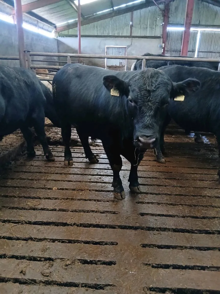 Pbr Angus bull - Image 4