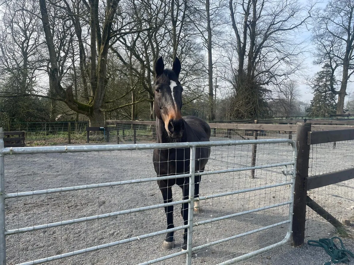 Broodmare / Companion - Image 4