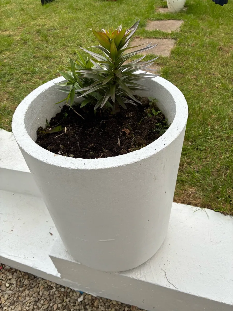 Plant pots - Image 1