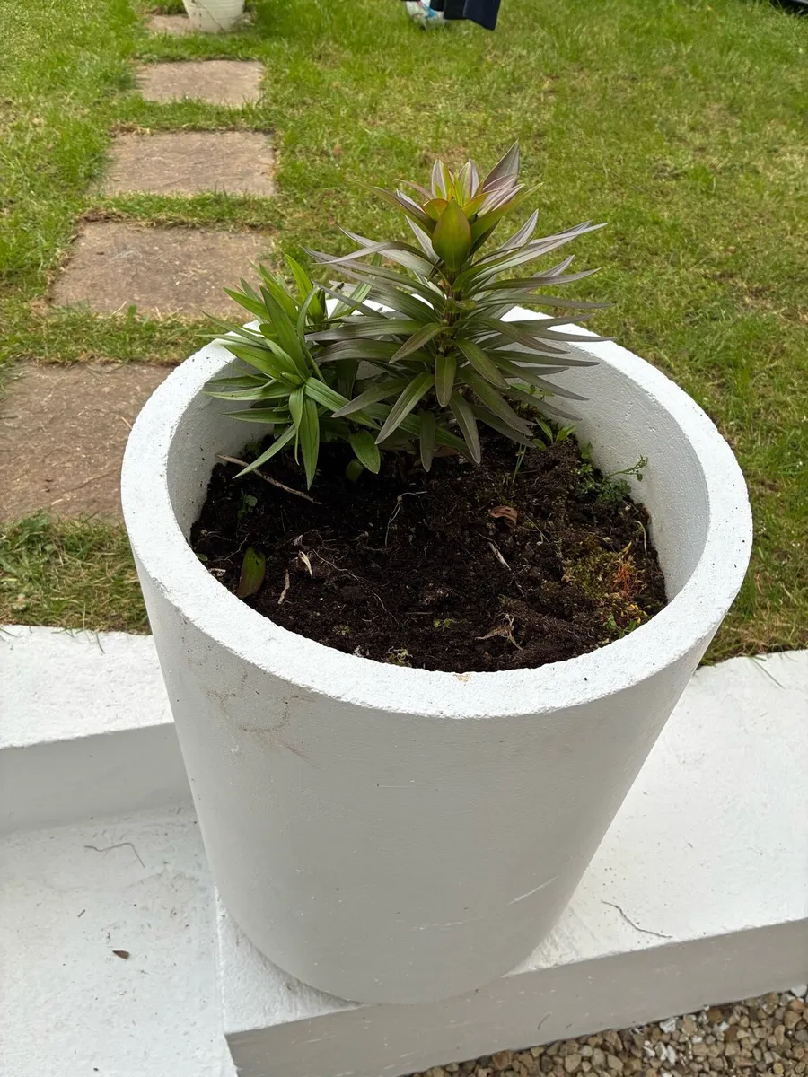 Plant pots - Image 2