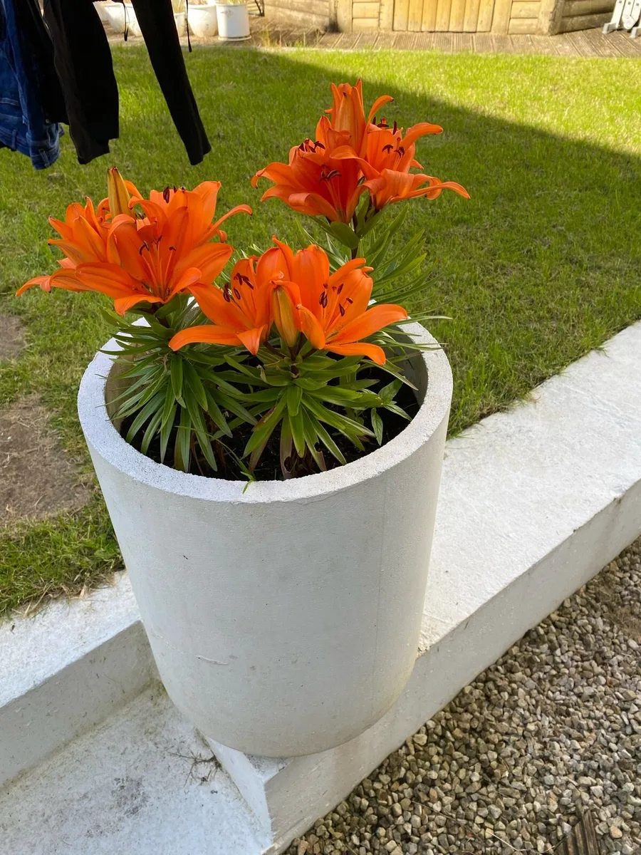 Plant pots - Image 3