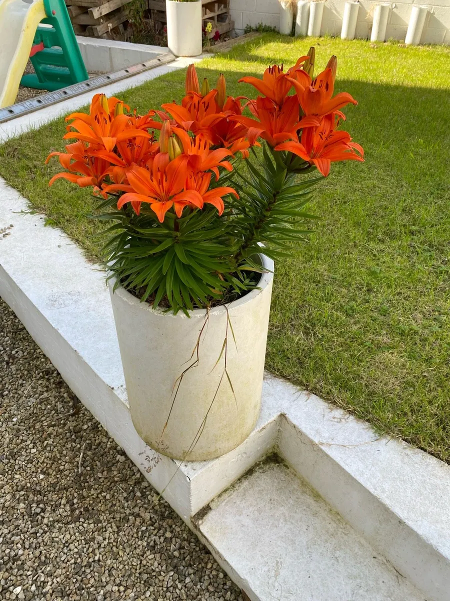 Plant pots - Image 4