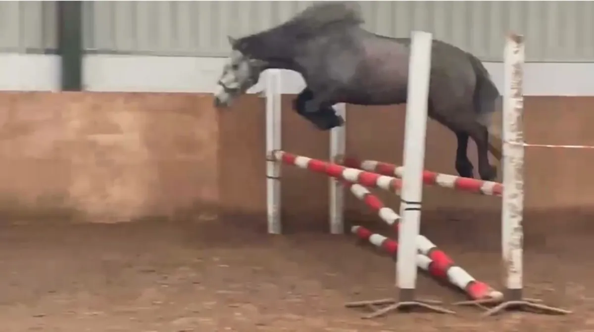Class one 3yr old Connemara Filly - Image 3