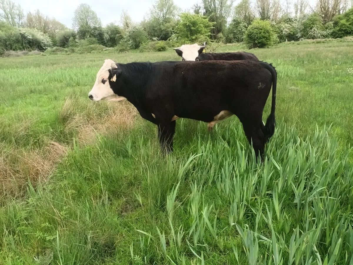 Organic weanlings - Image 2