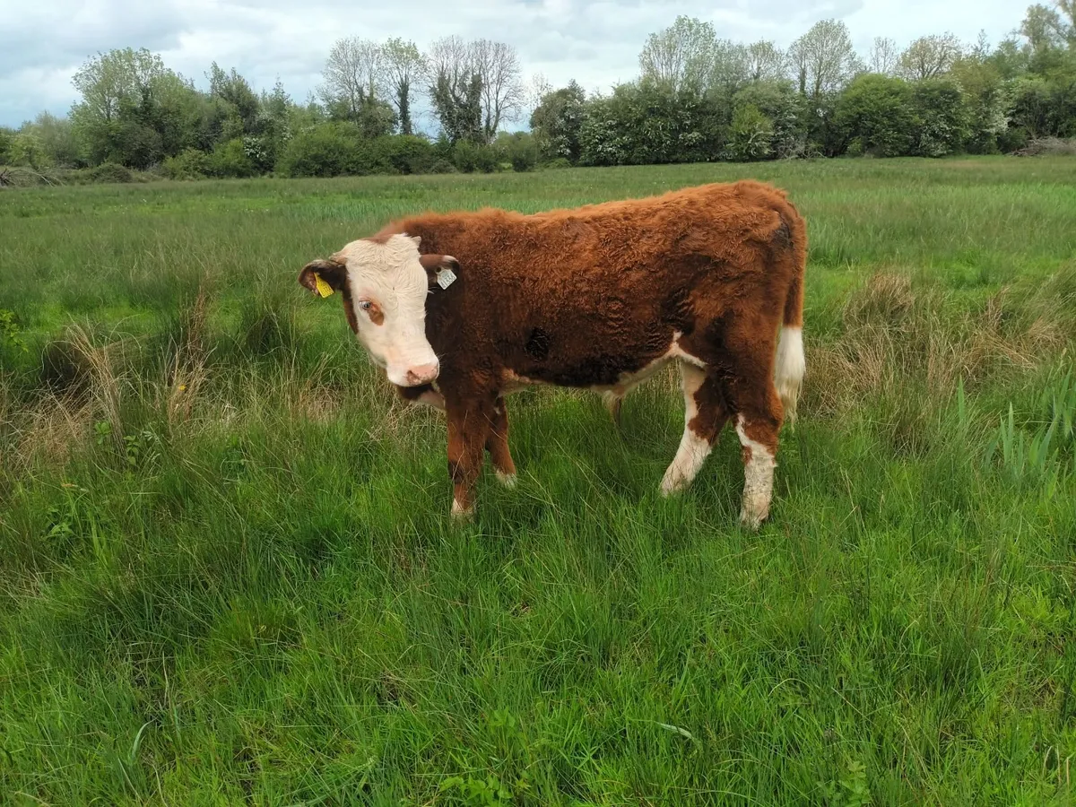 Organic weanlings - Image 3