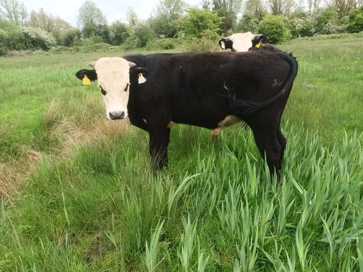 Organic weanlings - Image 4