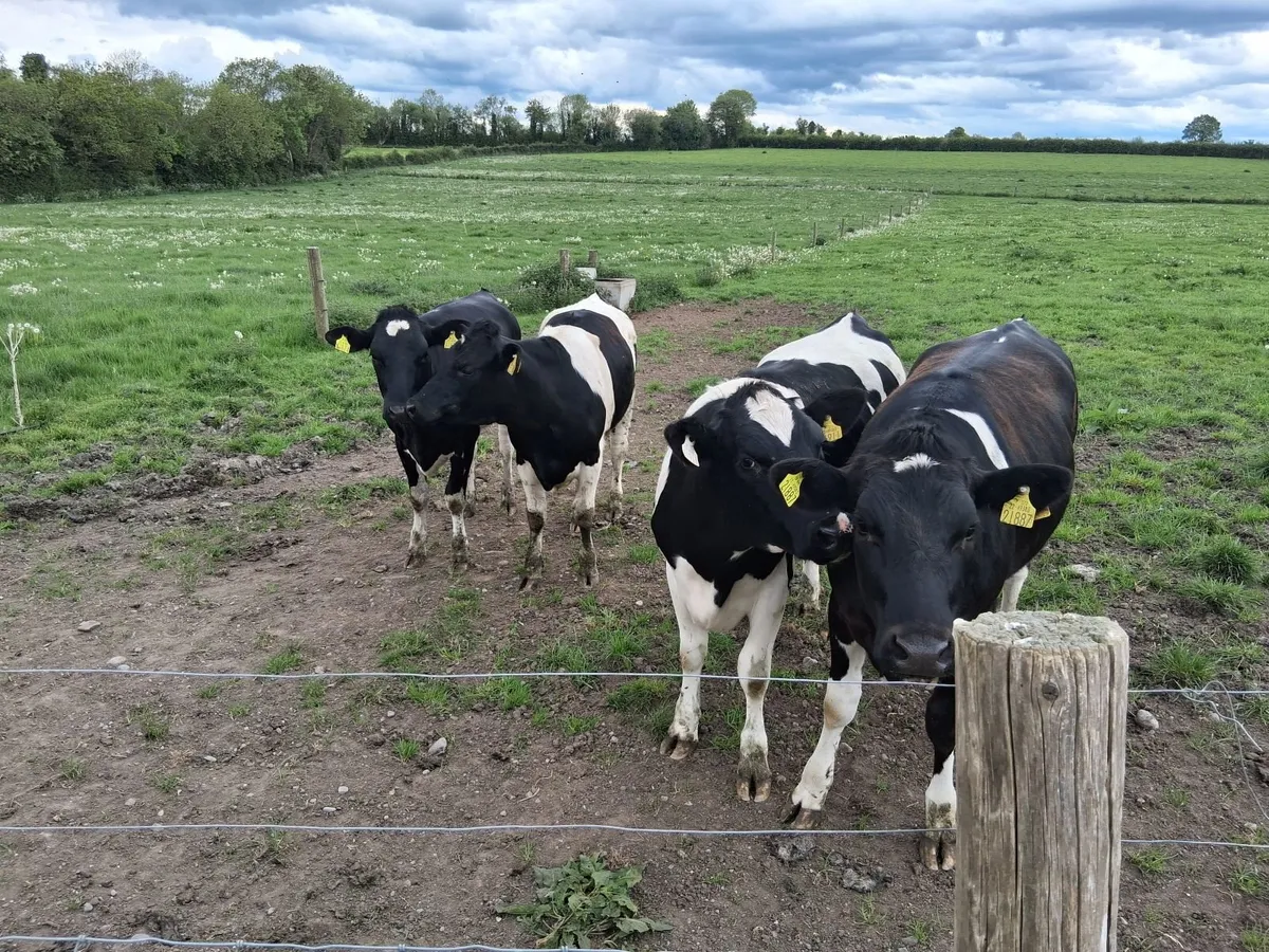 British Friesian Heifers