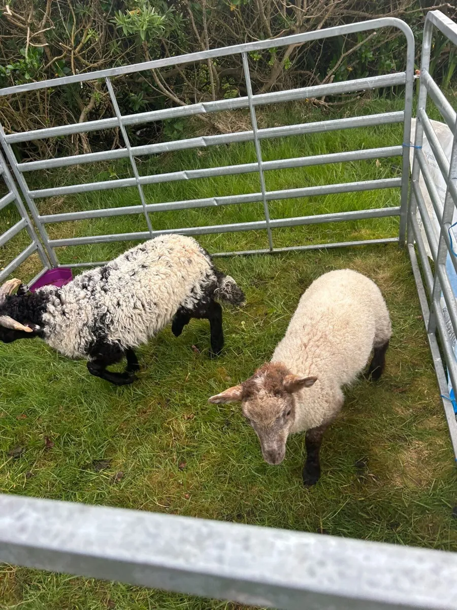3 pet lambs - Image 1