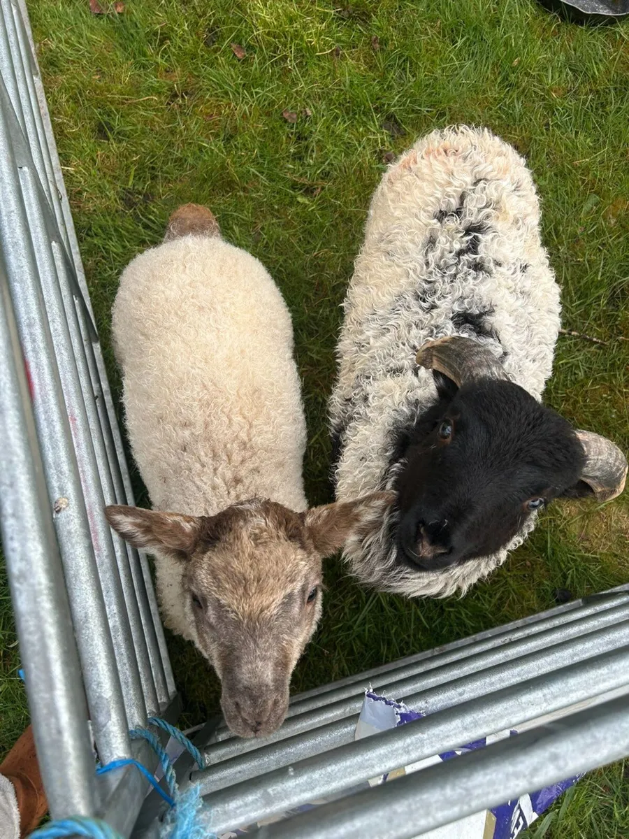 3 pet lambs - Image 2