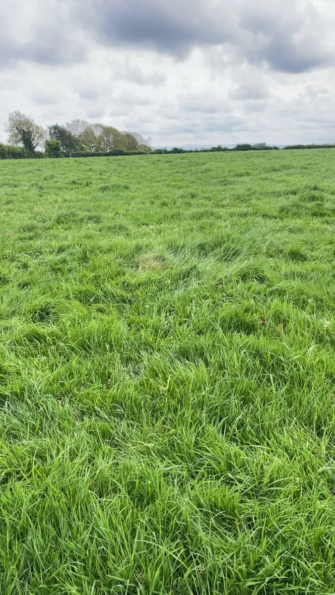 Horse Grazing available no text calls only - Image 4