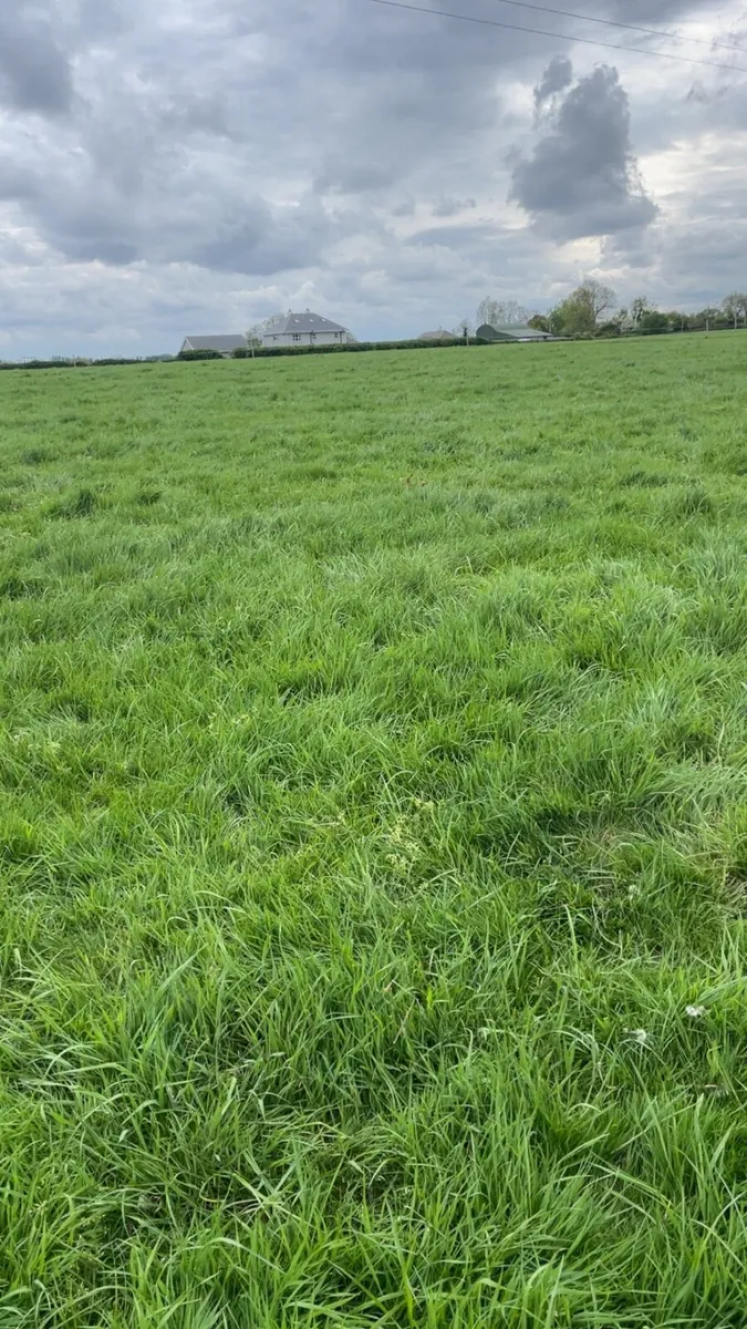 Horse Grazing available no text calls only - Image 1