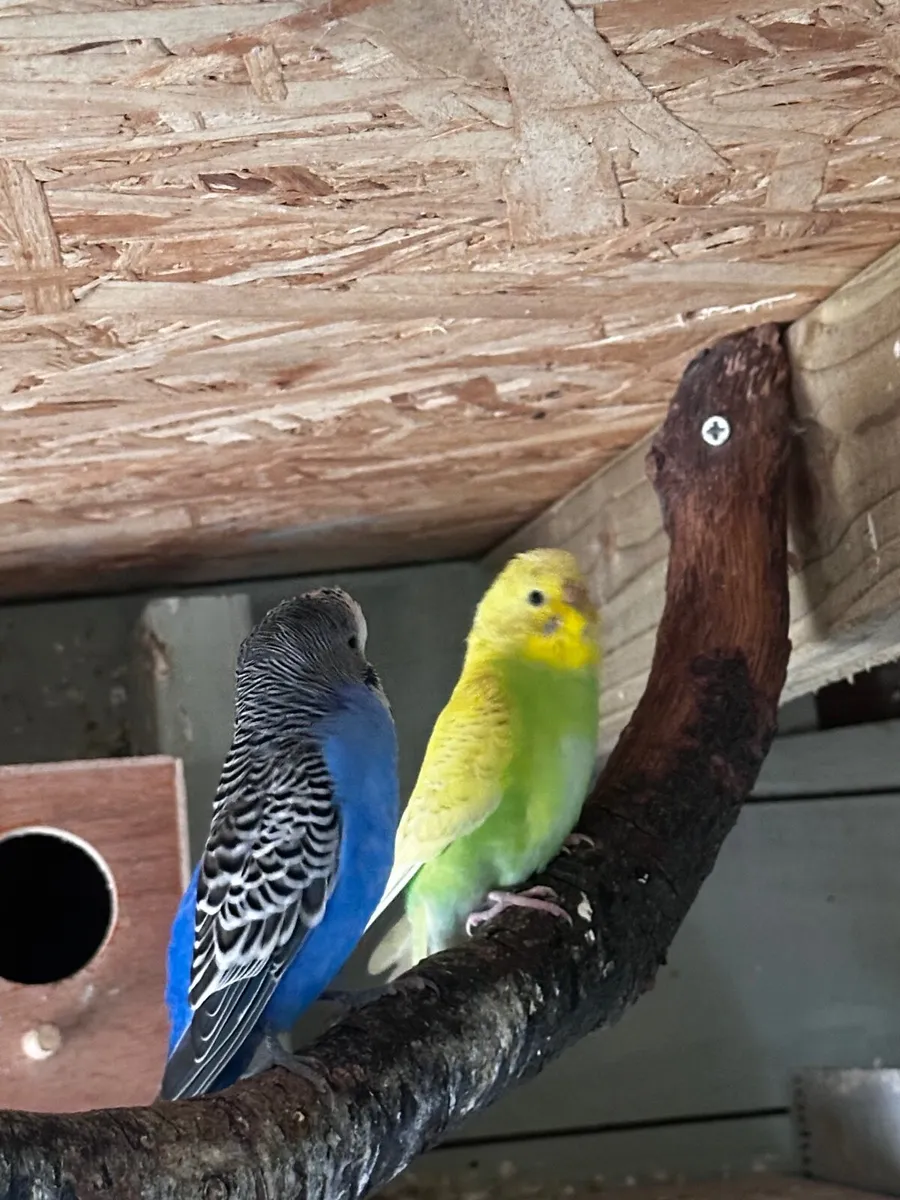 Birds - Image 1