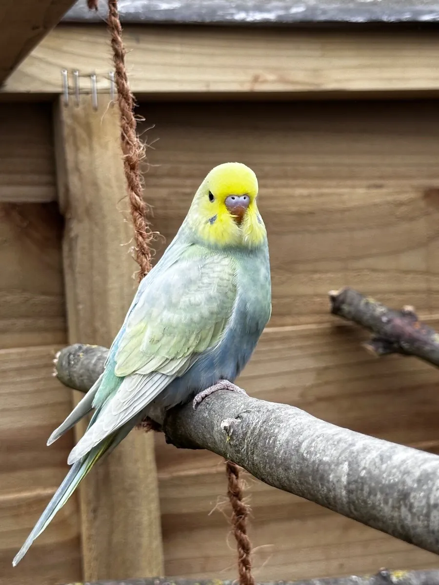 Birds - Image 3