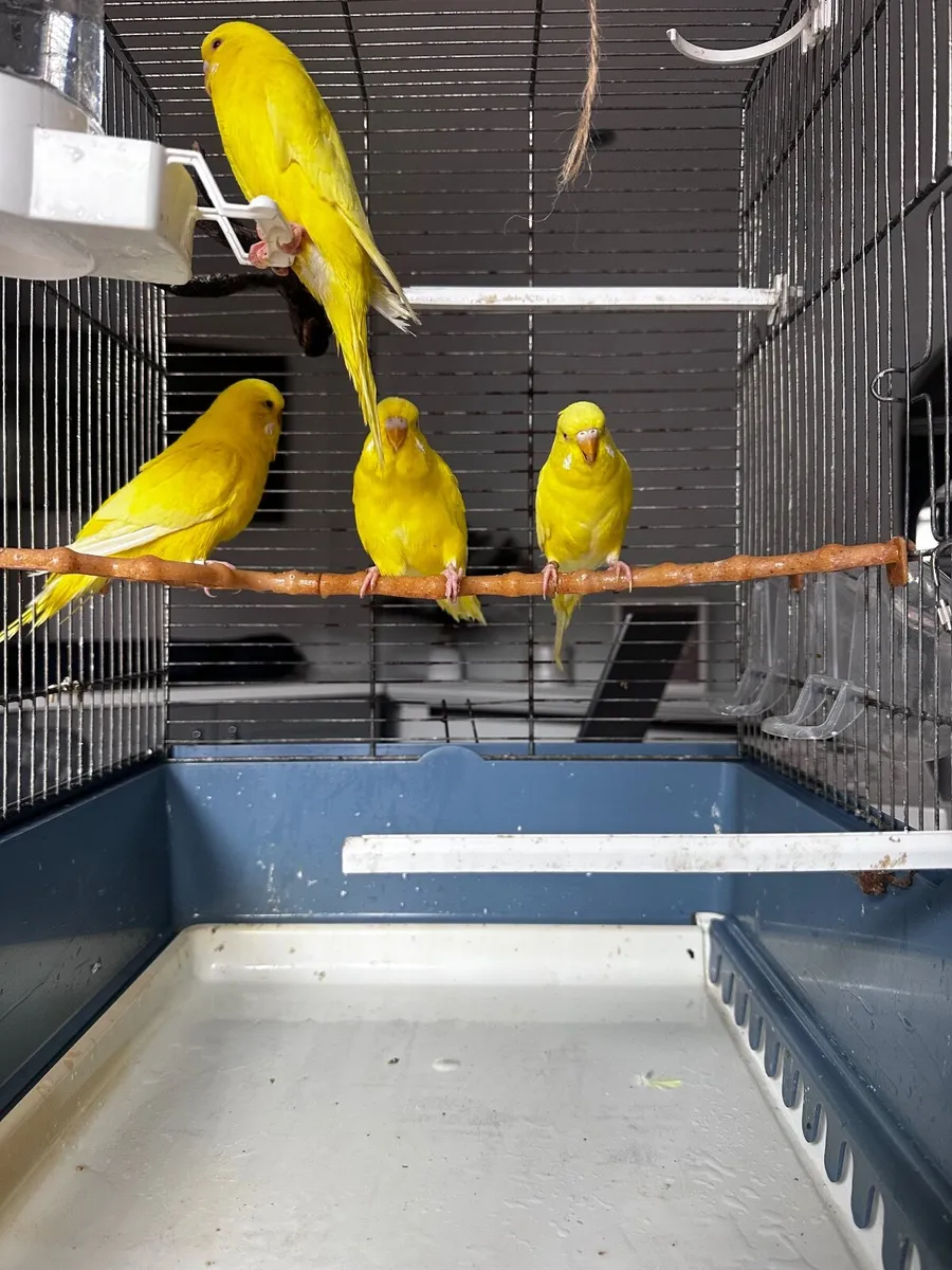 Birds - Image 4