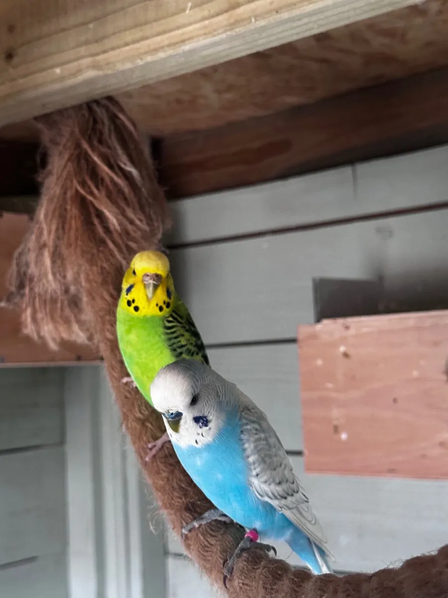 Birds - Image 2