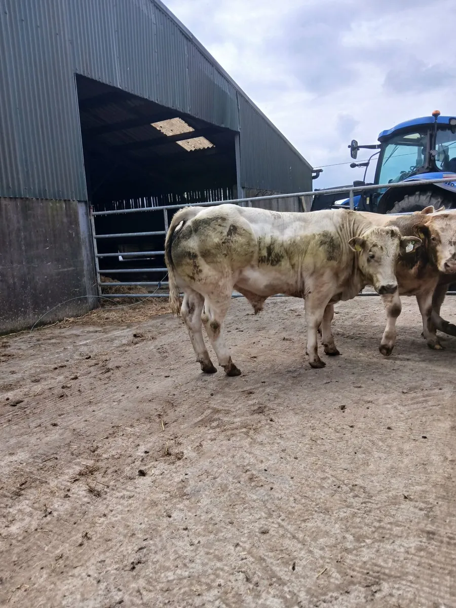 Cattle - Image 1