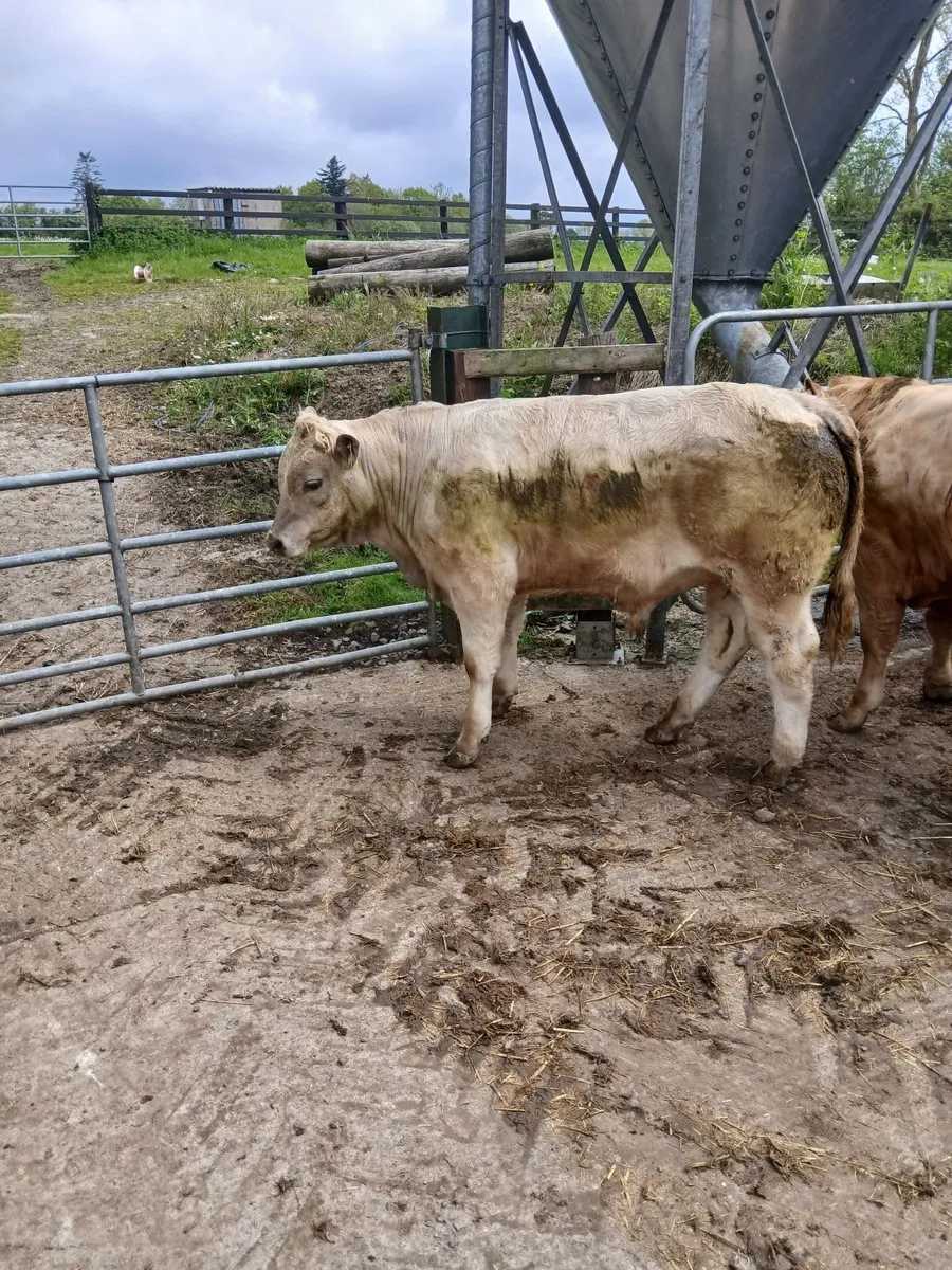 Cattle - Image 2