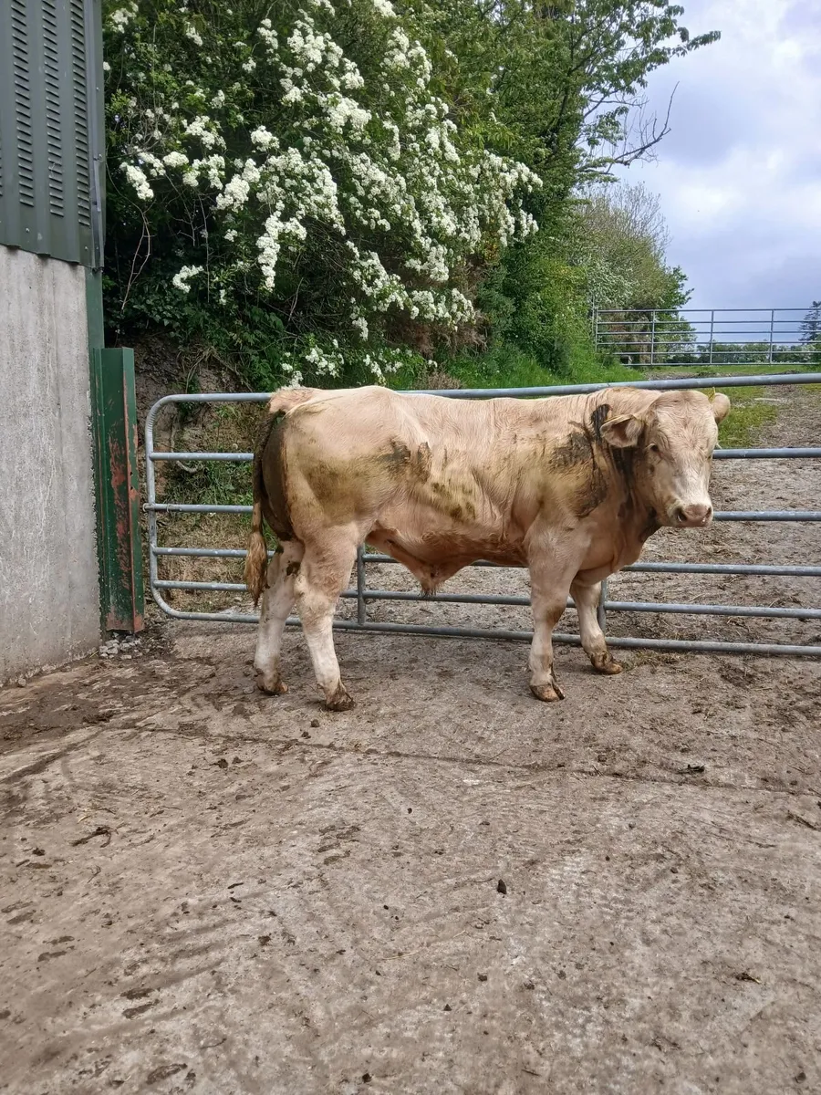 Cattle - Image 4